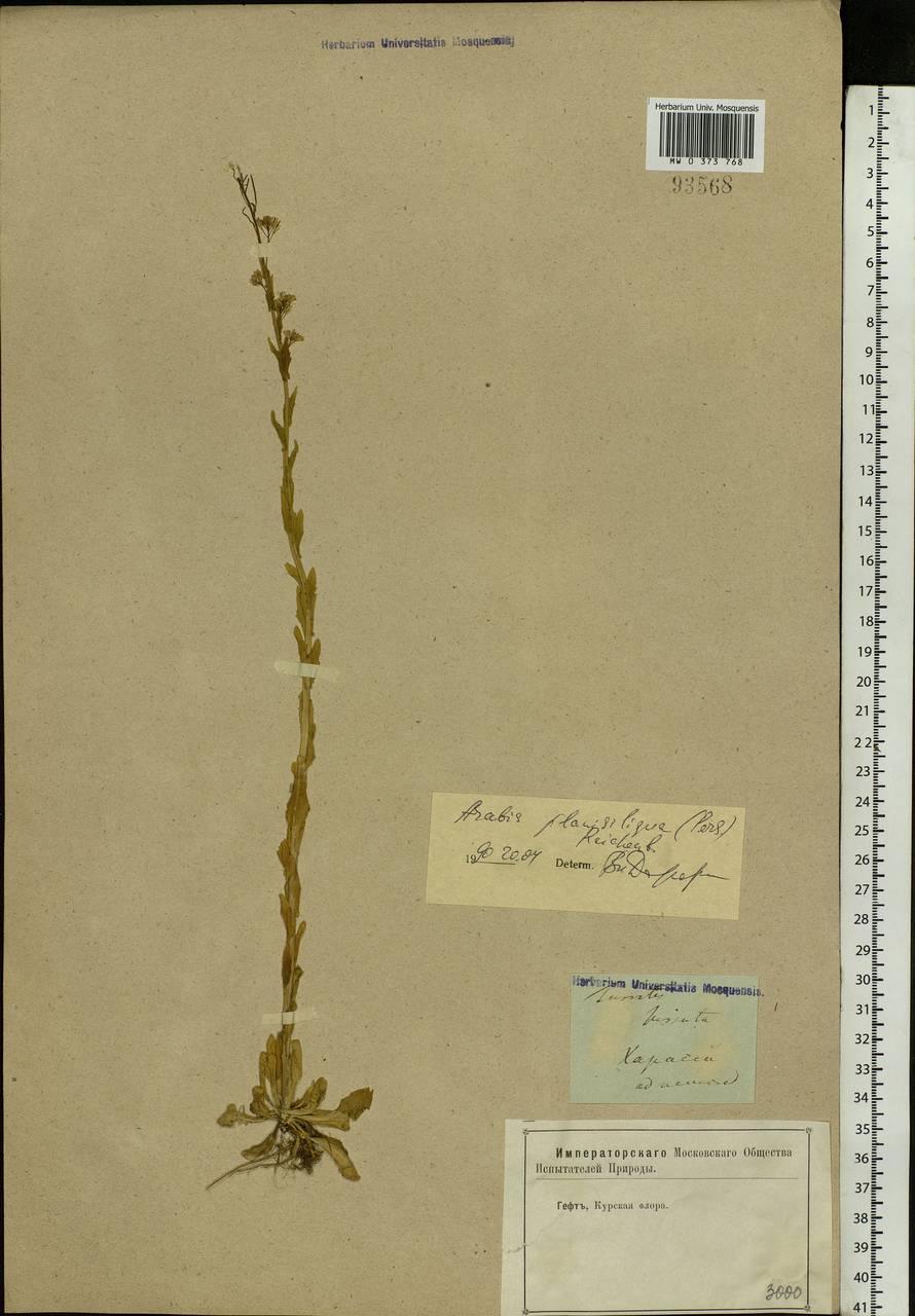 Arabis planisiliqua (Pers.) Rchb., Eastern Europe, Central forest-and-steppe region (E6) (Russia)