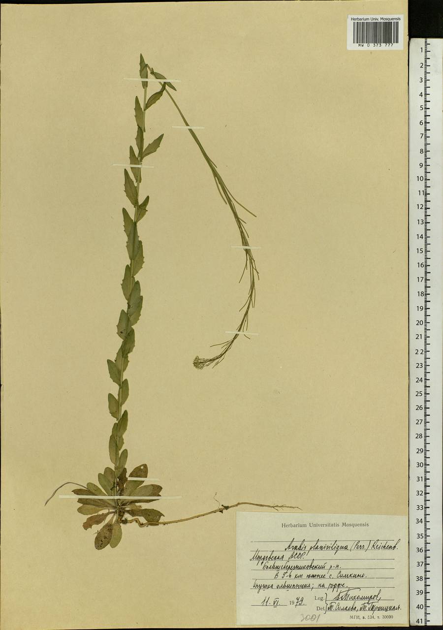 Arabis planisiliqua (Pers.) Rchb., Eastern Europe, Middle Volga region (E8) (Russia)
