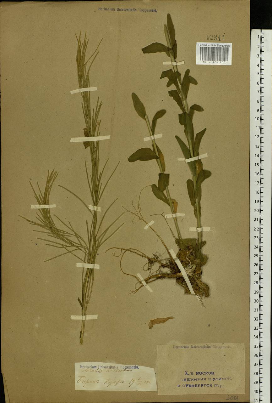 Arabis planisiliqua (Pers.) Rchb., Eastern Europe, Eastern region (E10) (Russia)
