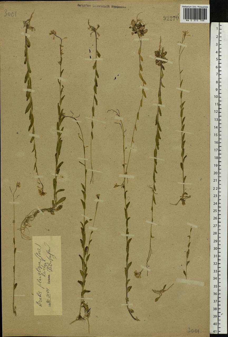 Arabis planisiliqua (Pers.) Rchb., Eastern Europe, South Ukrainian region (E12) (Ukraine)