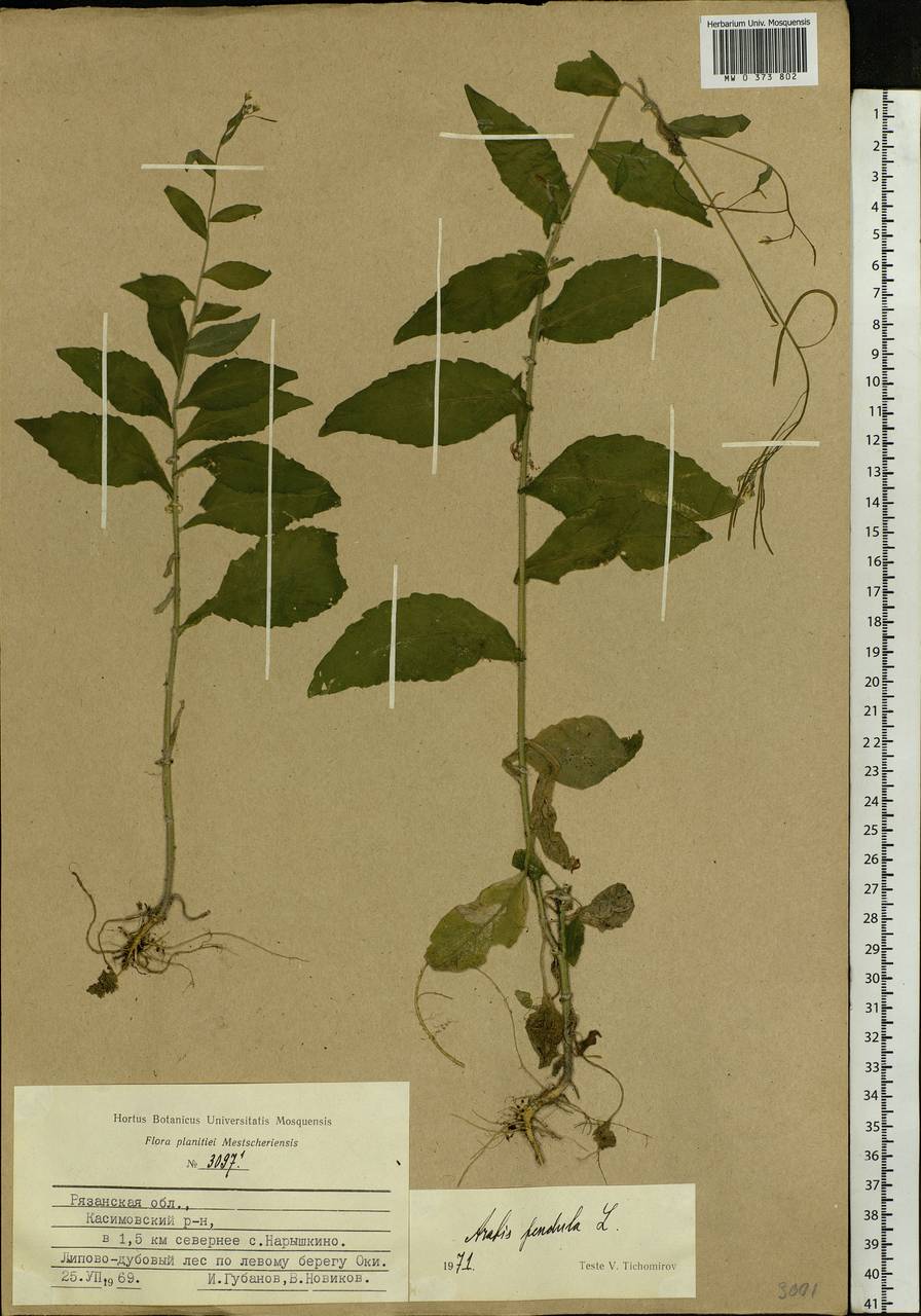 Catolobus pendulus (L.) Al-Shehbaz, Eastern Europe, Central region (E4) (Russia)