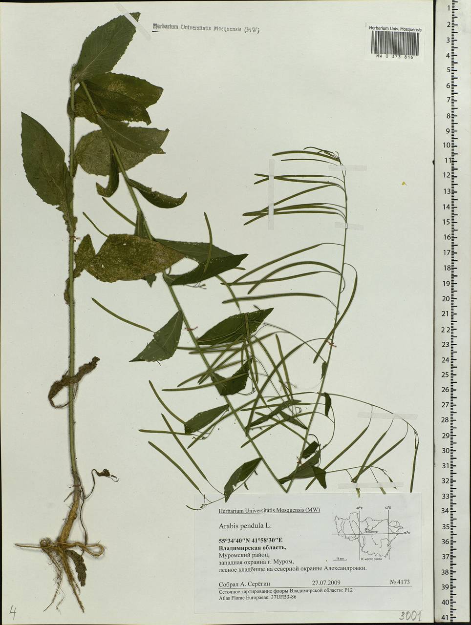 Catolobus pendulus (L.) Al-Shehbaz, Eastern Europe, Central region (E4) (Russia)