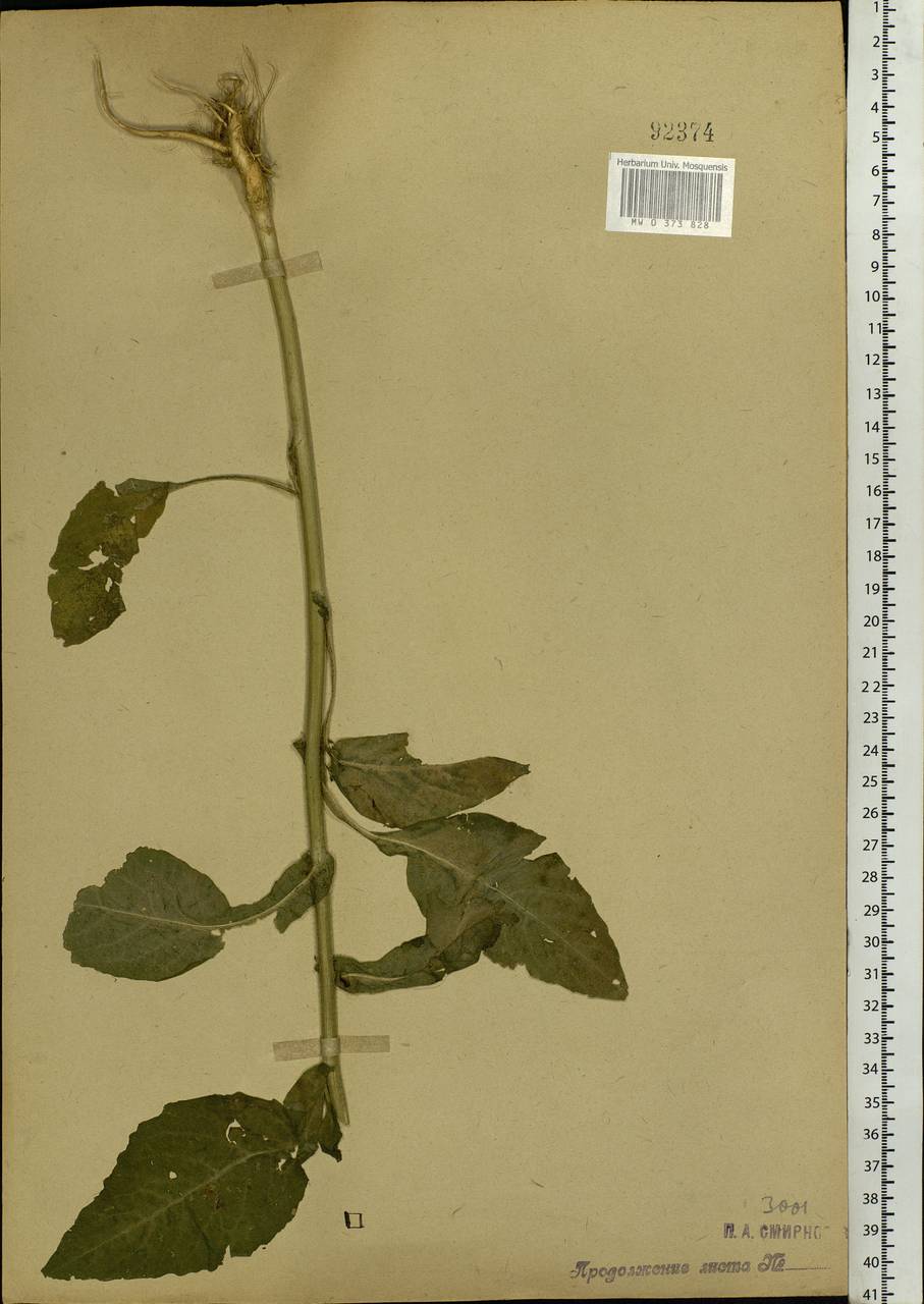 Catolobus pendulus (L.) Al-Shehbaz, Eastern Europe, Moscow region (E4a) (Russia)