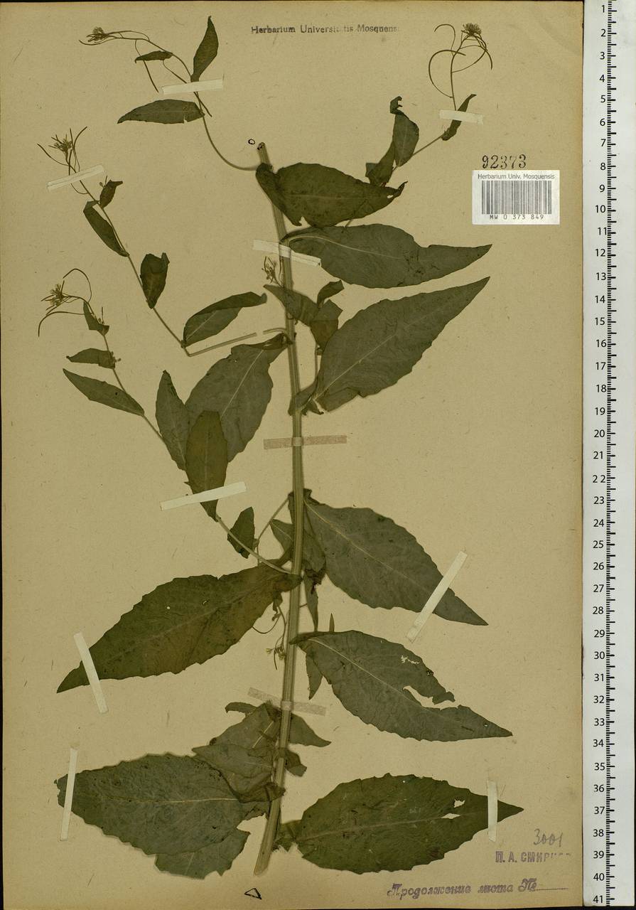 Catolobus pendulus (L.) Al-Shehbaz, Eastern Europe, Moscow region (E4a) (Russia)