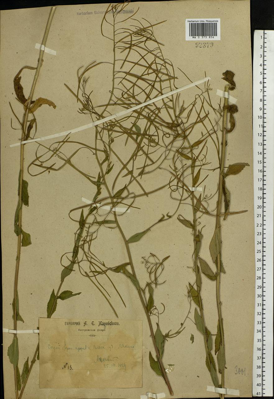 Catolobus pendulus (L.) Al-Shehbaz, Eastern Europe, Central forest region (E5) (Russia)