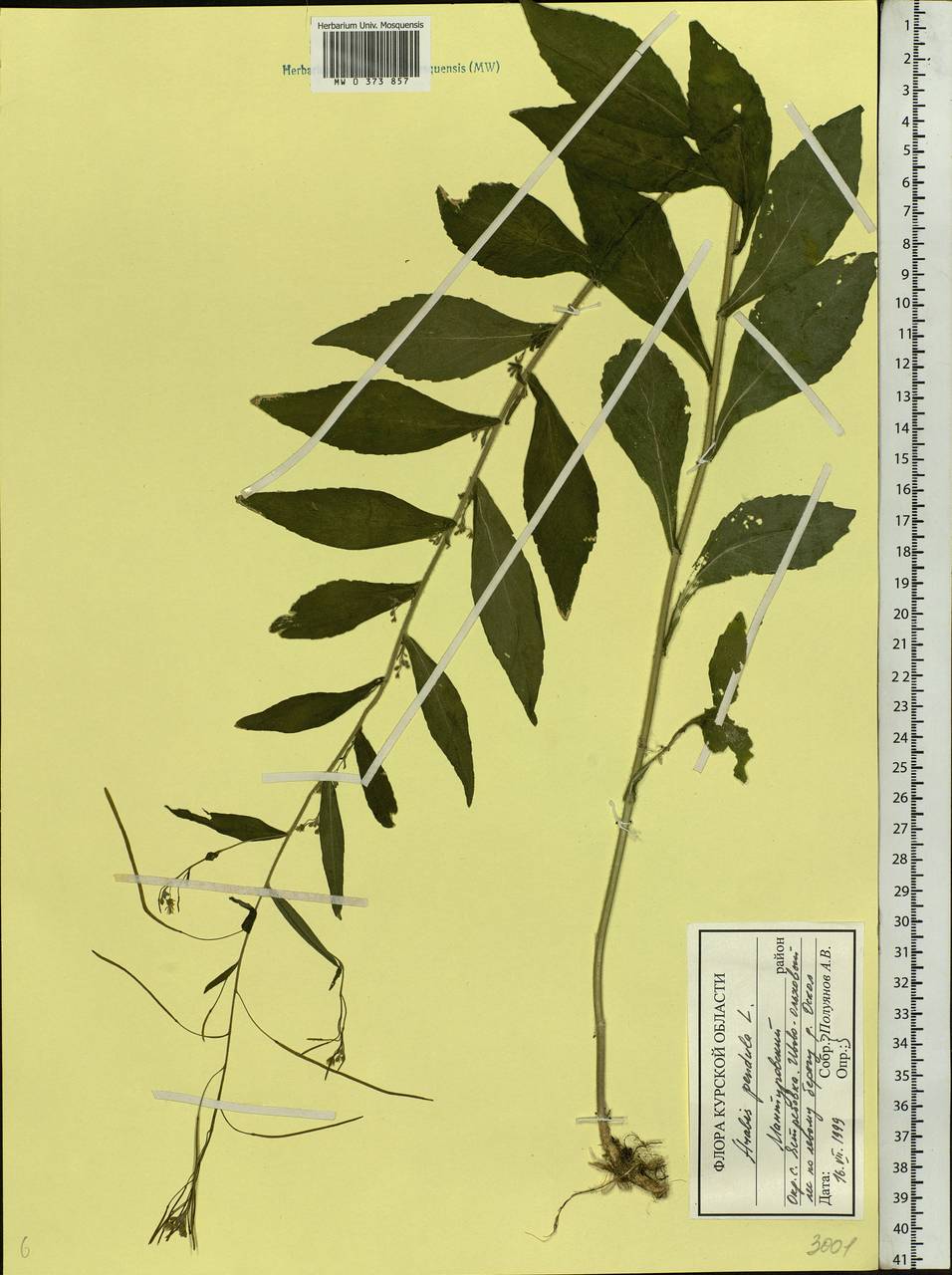 Catolobus pendulus (L.) Al-Shehbaz, Eastern Europe, Central forest-and-steppe region (E6) (Russia)