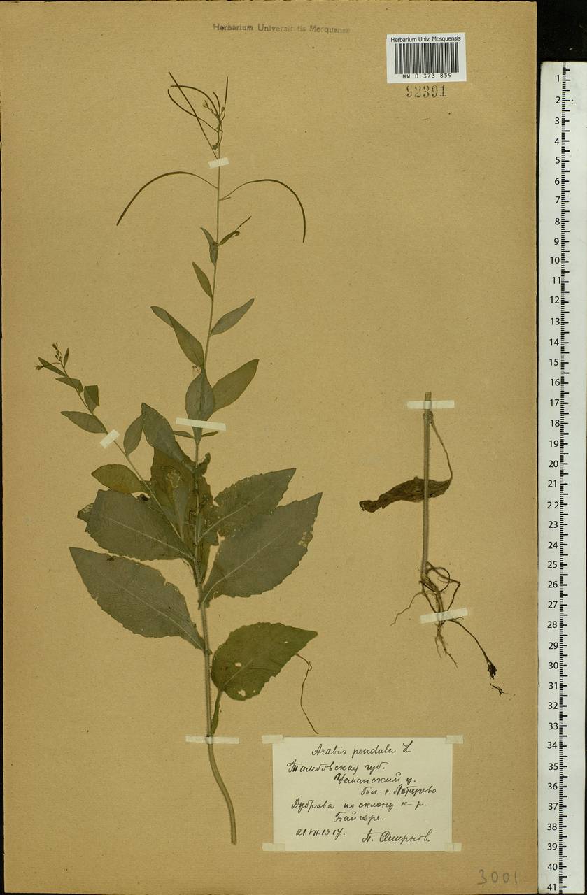 Catolobus pendulus (L.) Al-Shehbaz, Eastern Europe, Central forest-and-steppe region (E6) (Russia)