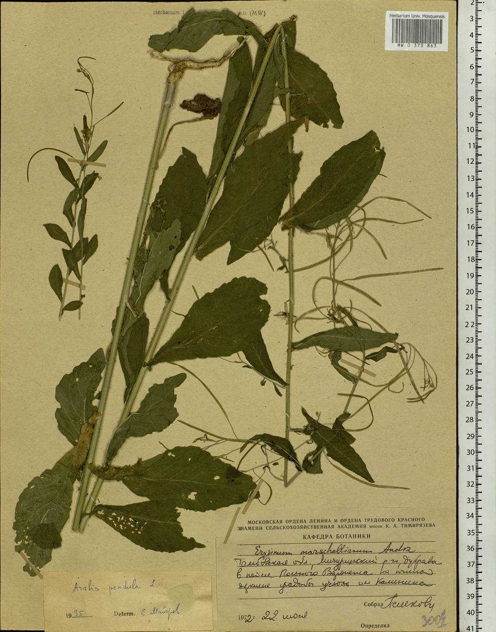 Catolobus pendulus (L.) Al-Shehbaz, Eastern Europe, Central forest-and-steppe region (E6) (Russia)