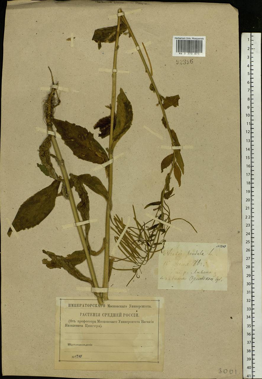 Catolobus pendulus (L.) Al-Shehbaz, Eastern Europe, Central forest-and-steppe region (E6) (Russia)