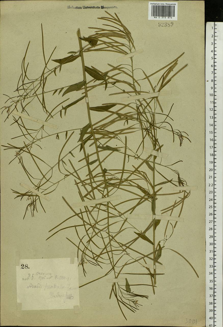 Catolobus pendulus (L.) Al-Shehbaz, Eastern Europe, Central forest-and-steppe region (E6) (Russia)
