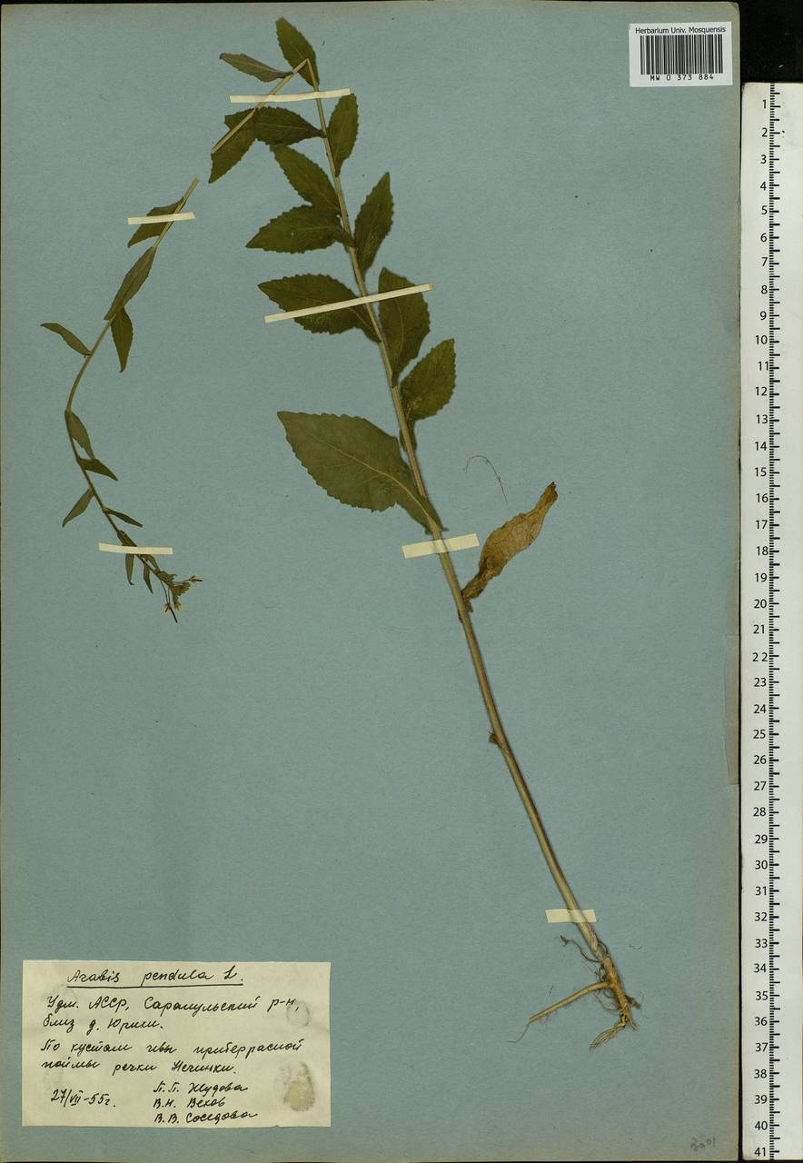 Catolobus pendulus (L.) Al-Shehbaz, Eastern Europe, Volga-Kama region (E7) (Russia)