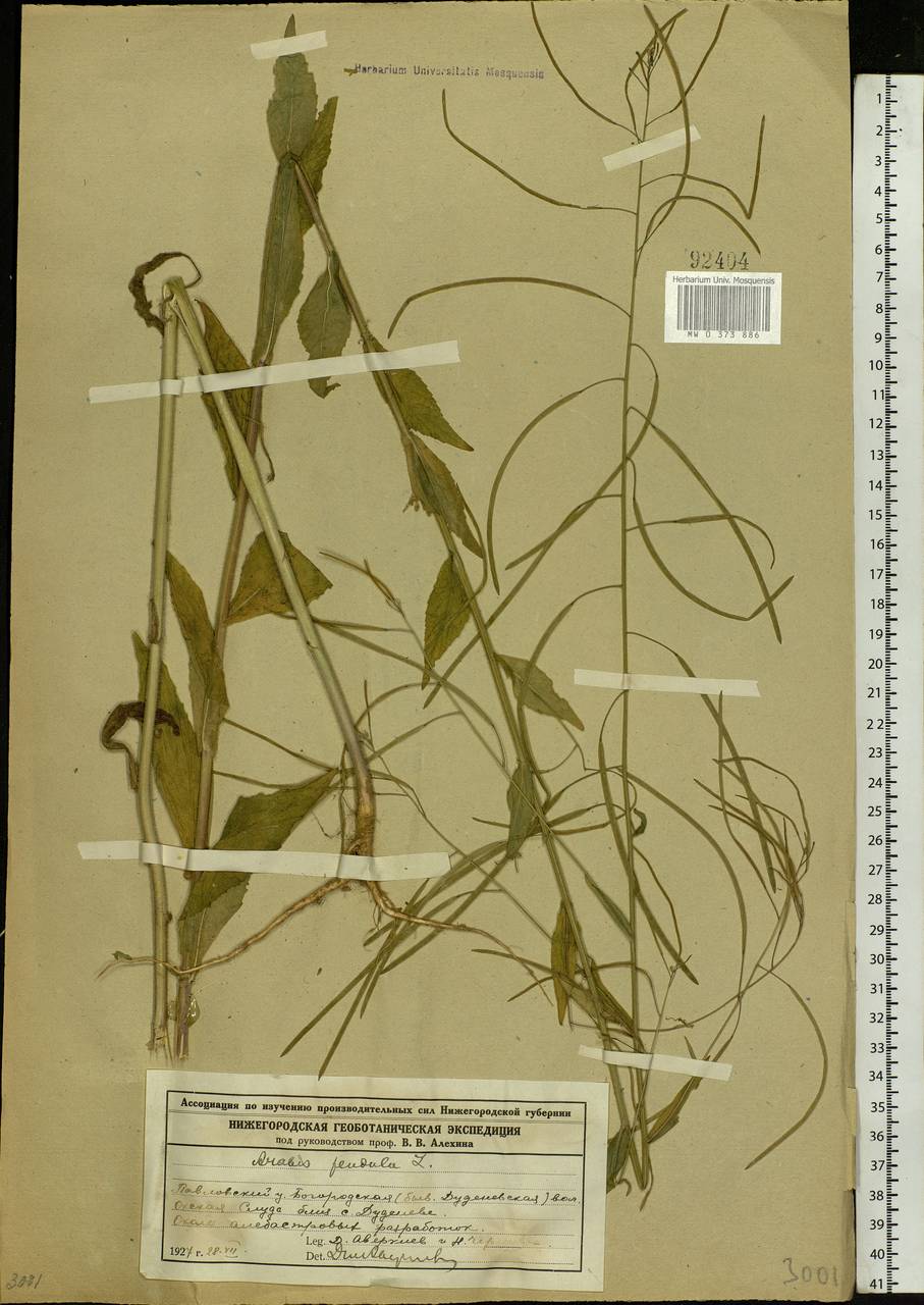Catolobus pendulus (L.) Al-Shehbaz, Eastern Europe, Volga-Kama region (E7) (Russia)