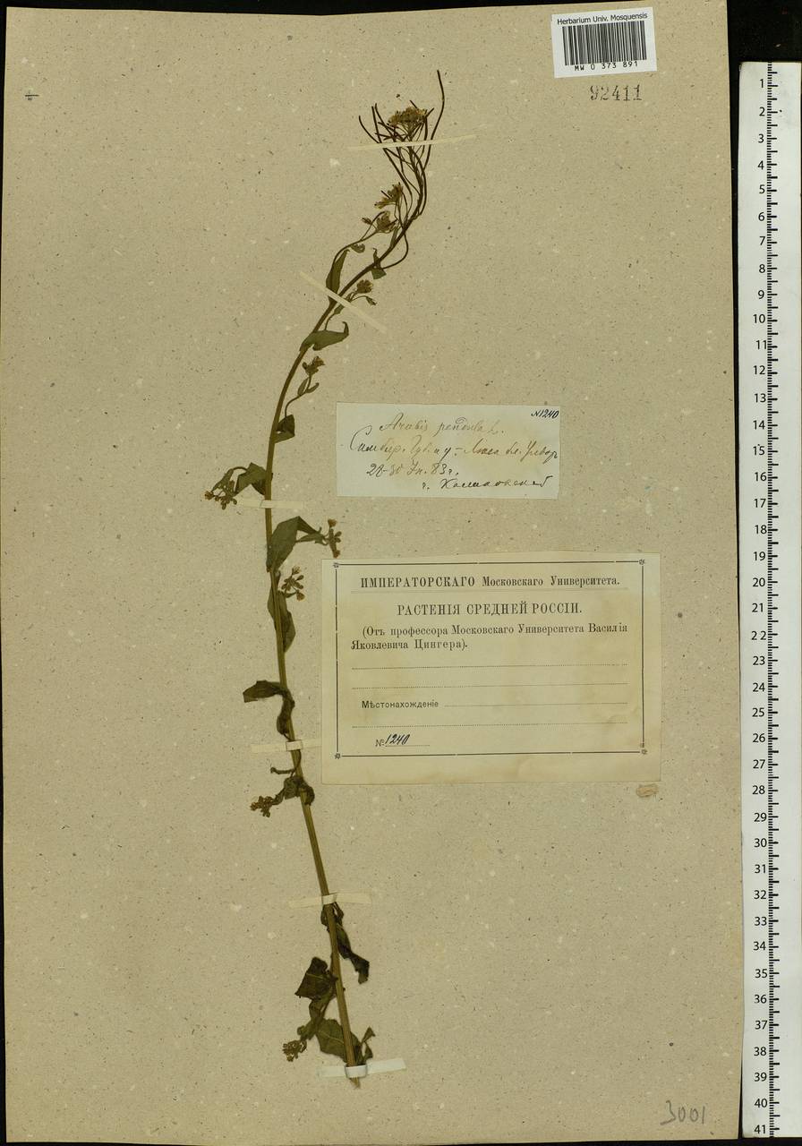 Catolobus pendulus (L.) Al-Shehbaz, Eastern Europe, Middle Volga region (E8) (Russia)