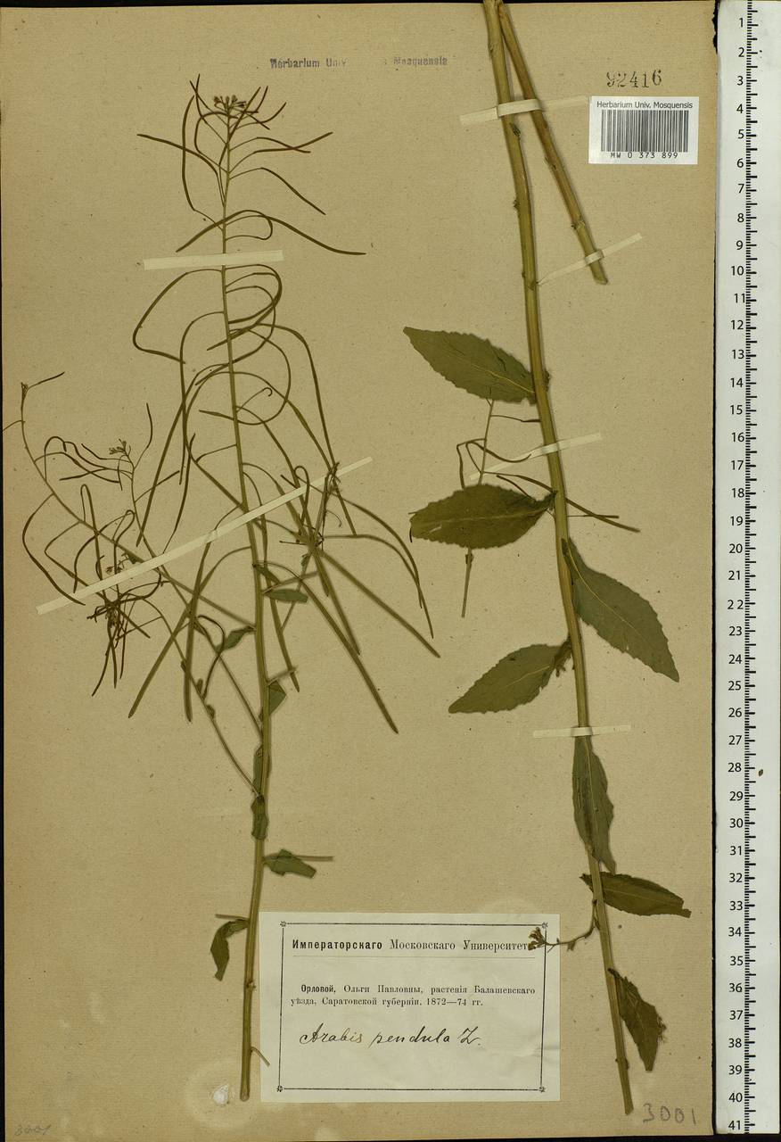 Catolobus pendulus (L.) Al-Shehbaz, Eastern Europe, Lower Volga region (E9) (Russia)