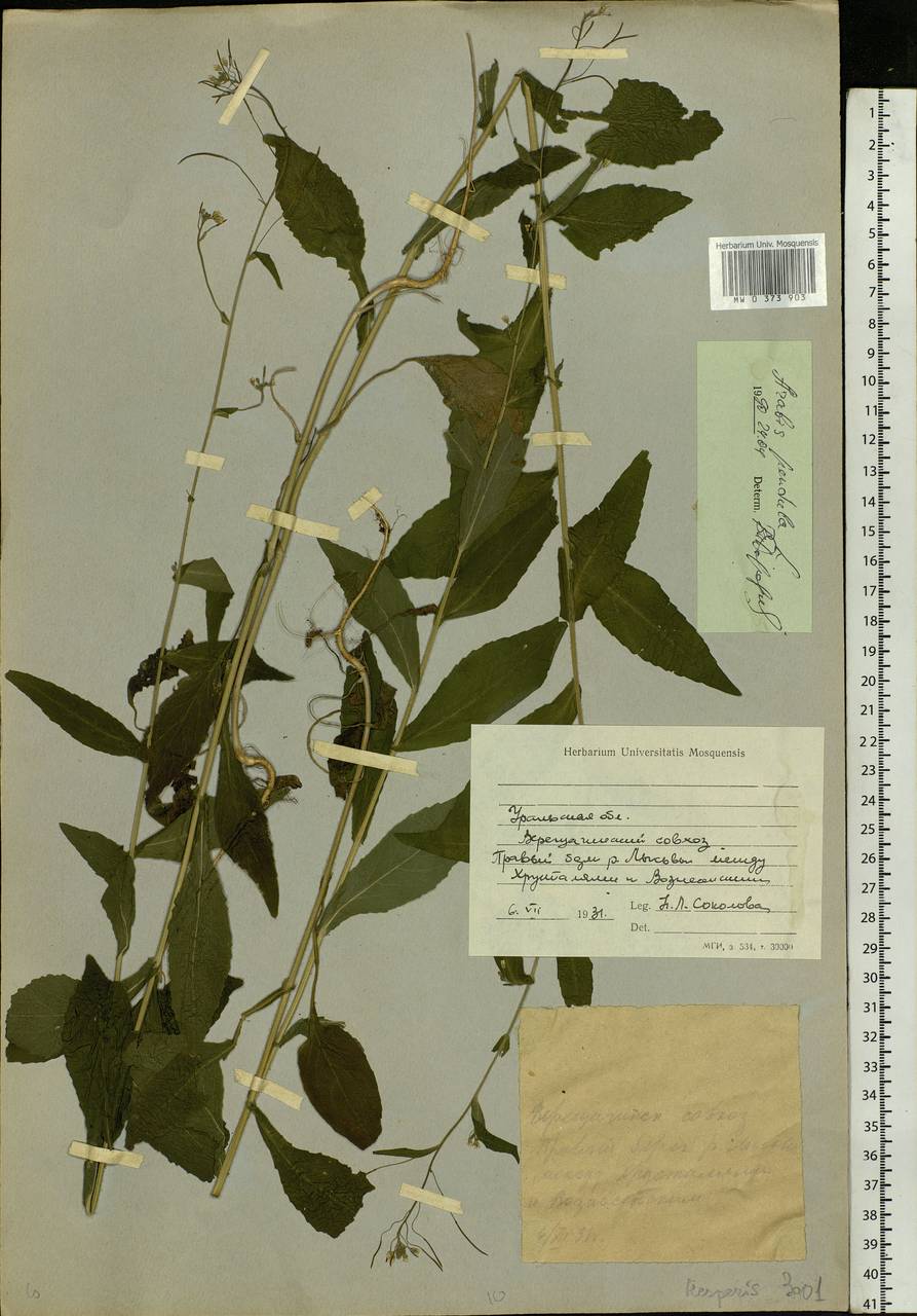 Catolobus pendulus (L.) Al-Shehbaz, Eastern Europe, Eastern region (E10) (Russia)