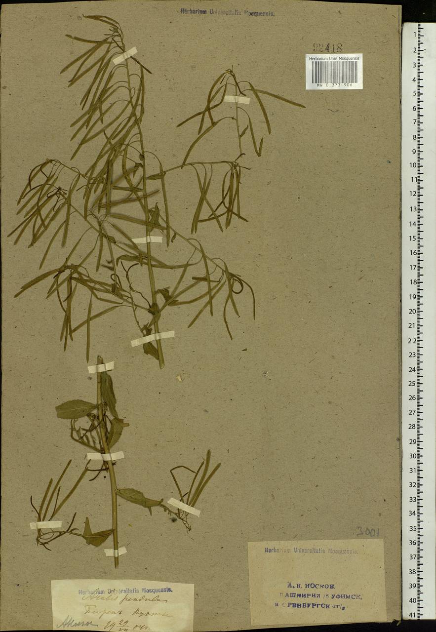 Catolobus pendulus (L.) Al-Shehbaz, Eastern Europe, Eastern region (E10) (Russia)