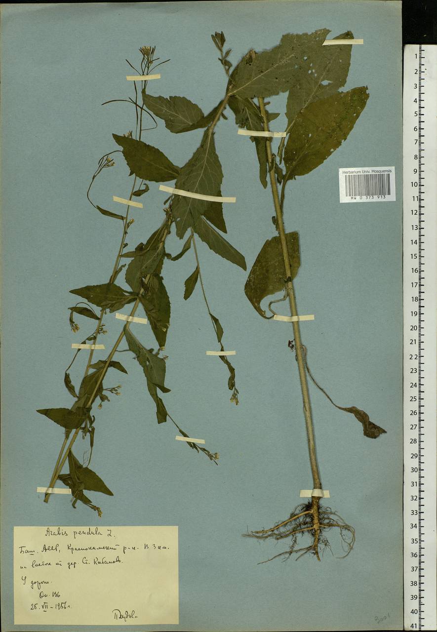Catolobus pendulus (L.) Al-Shehbaz, Eastern Europe, Eastern region (E10) (Russia)
