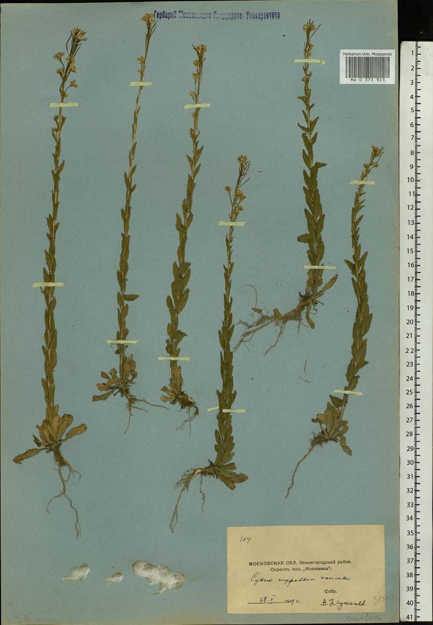 Arabis auriculata Lam., Eastern Europe, Moscow region (E4a) (Russia)