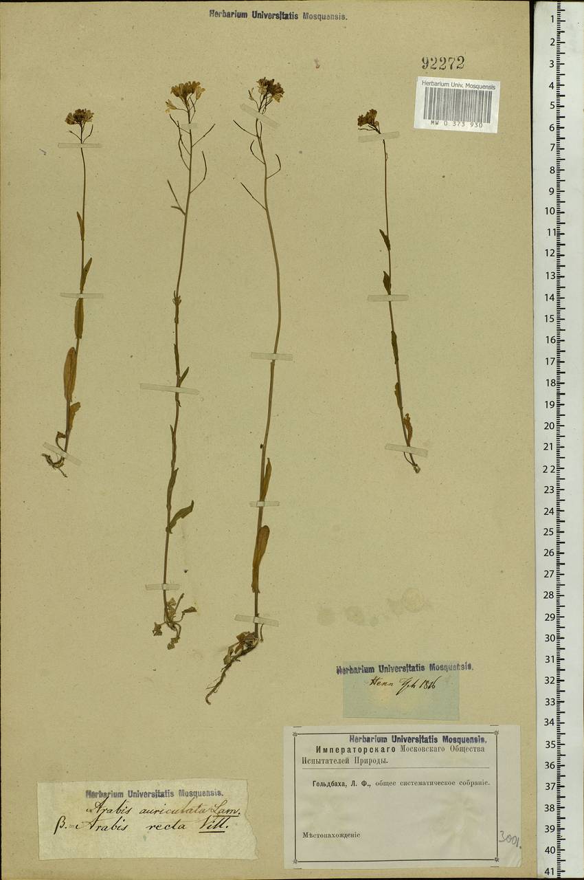 Arabis auriculata Lam., Eastern Europe, Rostov Oblast (E12a) (Russia)