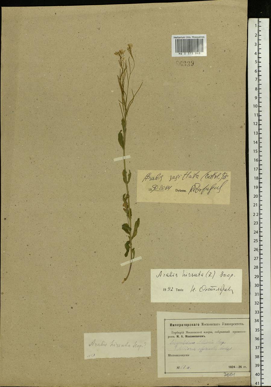 Arabis sagittata (Bertol.) DC., Eastern Europe, Moscow region (E4a) (Russia)