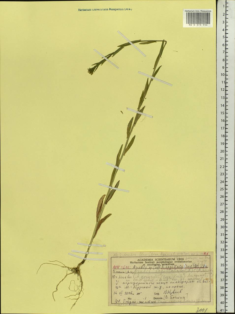 Arabis sagittata (Bertol.) DC., Eastern Europe, Moscow region (E4a) (Russia)