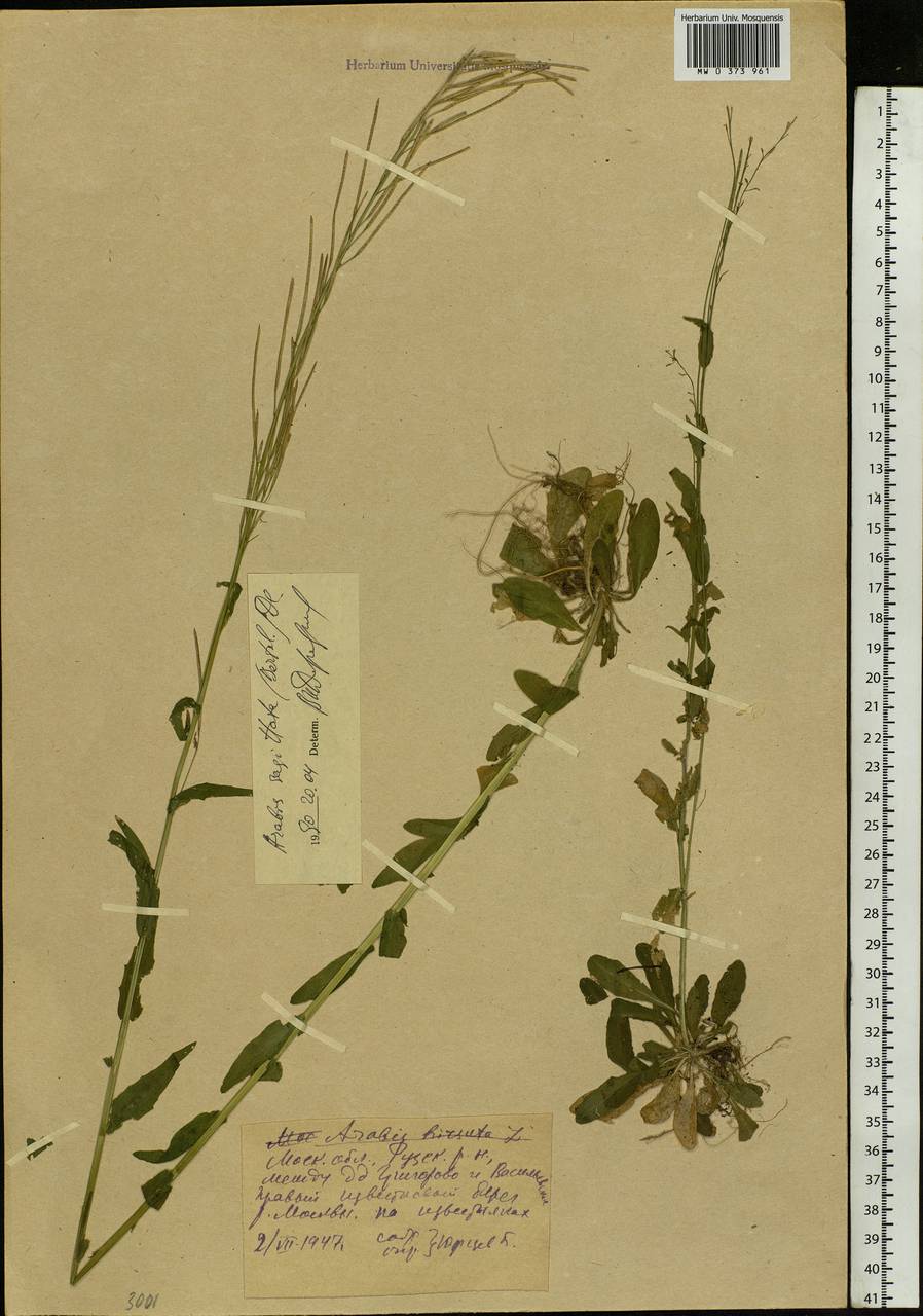 Arabis sagittata (Bertol.) DC., Eastern Europe, Moscow region (E4a) (Russia)