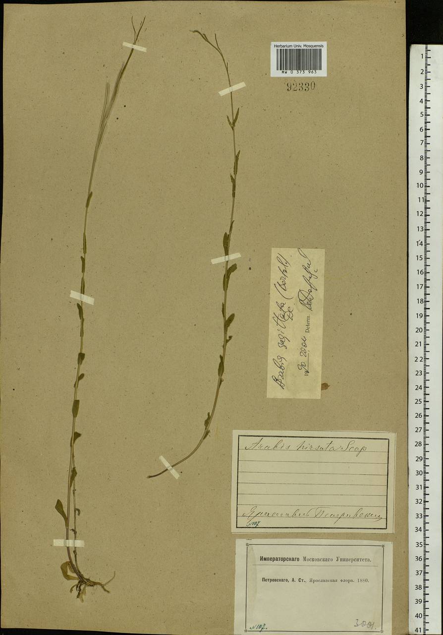 Arabis sagittata (Bertol.) DC., Eastern Europe, Central forest region (E5) (Russia)