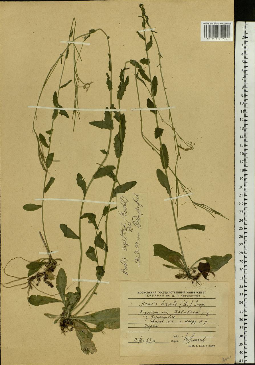 Arabis sagittata (Bertol.) DC., Eastern Europe, Central forest-and-steppe region (E6) (Russia)