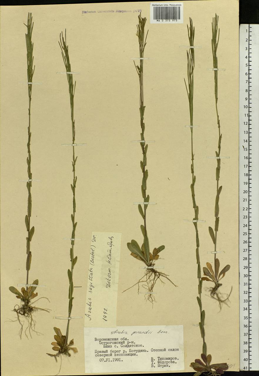 Arabis sagittata (Bertol.) DC., Eastern Europe, Central forest-and-steppe region (E6) (Russia)
