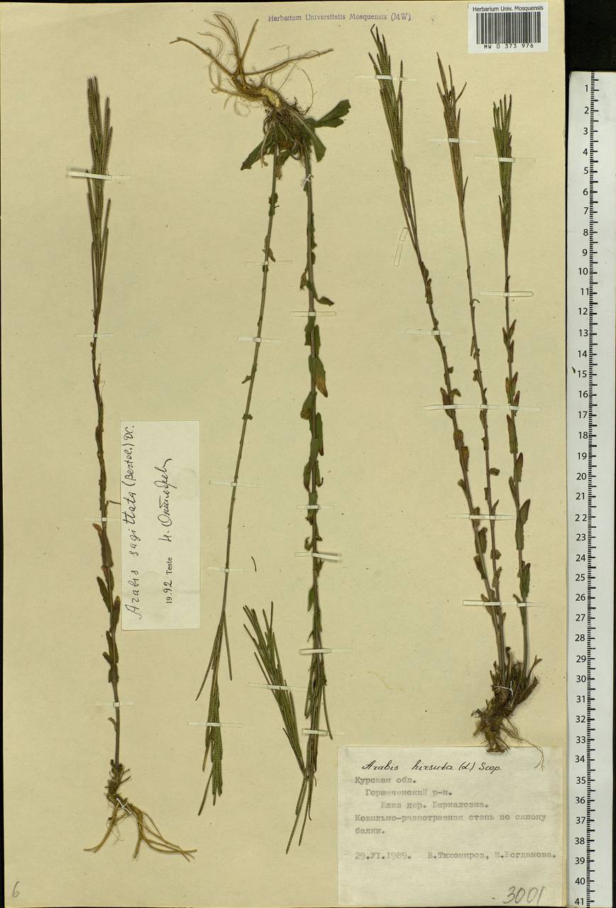 Arabis sagittata (Bertol.) DC., Eastern Europe, Central forest-and-steppe region (E6) (Russia)