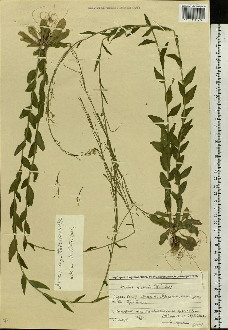 Arabis sagittata (Bertol.) DC., Eastern Europe, Volga-Kama region (E7) (Russia)