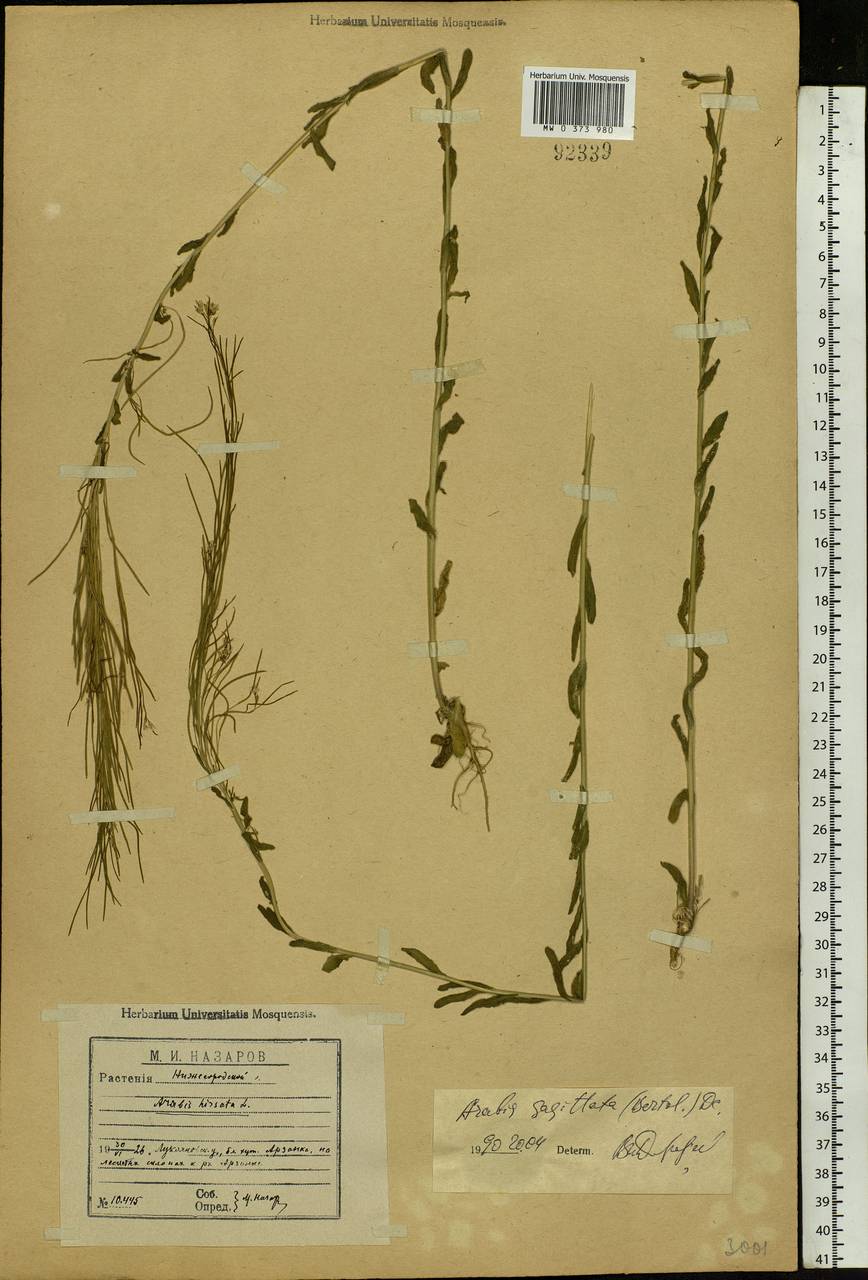 Arabis sagittata (Bertol.) DC., Eastern Europe, Volga-Kama region (E7) (Russia)