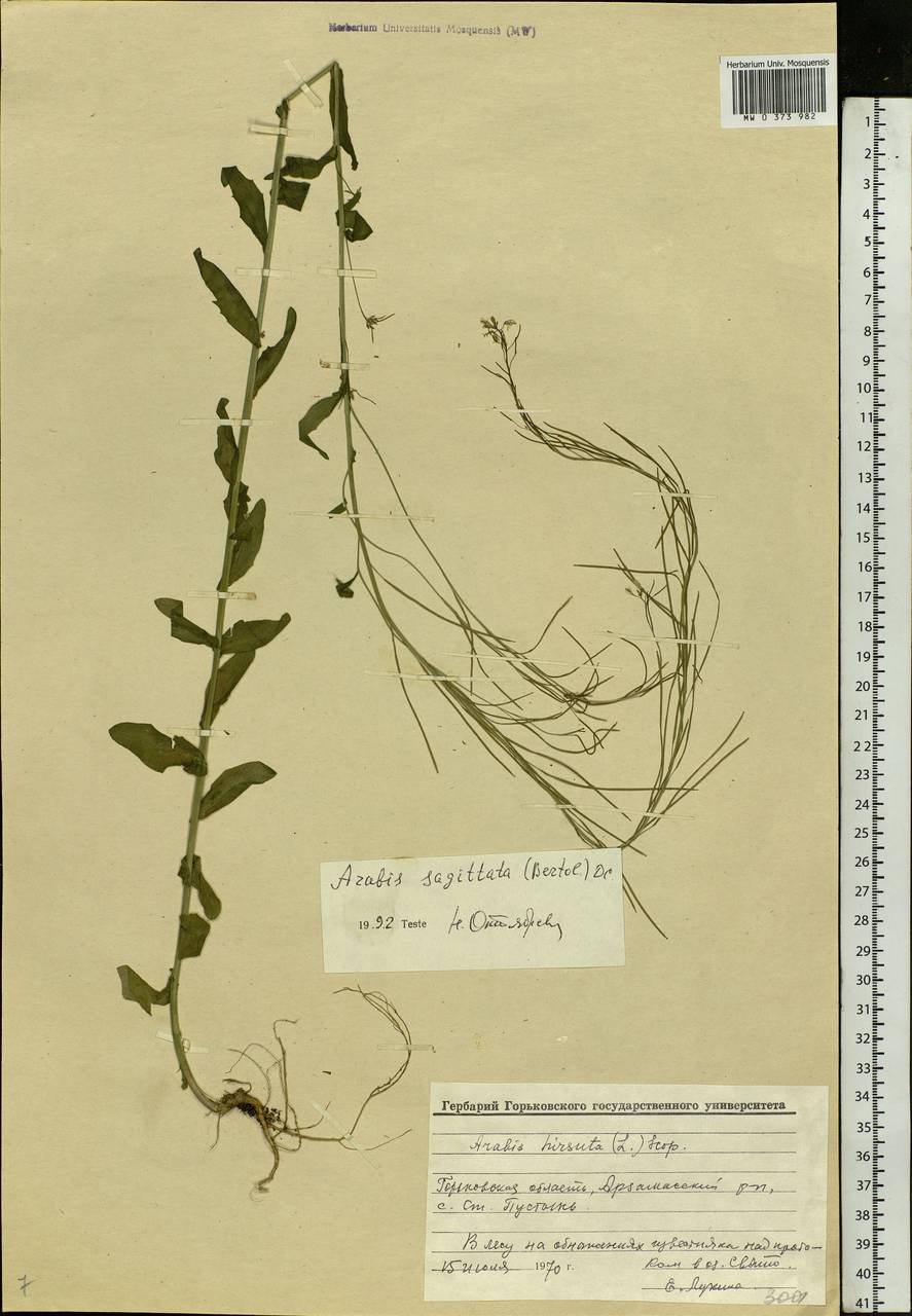 Arabis sagittata (Bertol.) DC., Eastern Europe, Volga-Kama region (E7) (Russia)