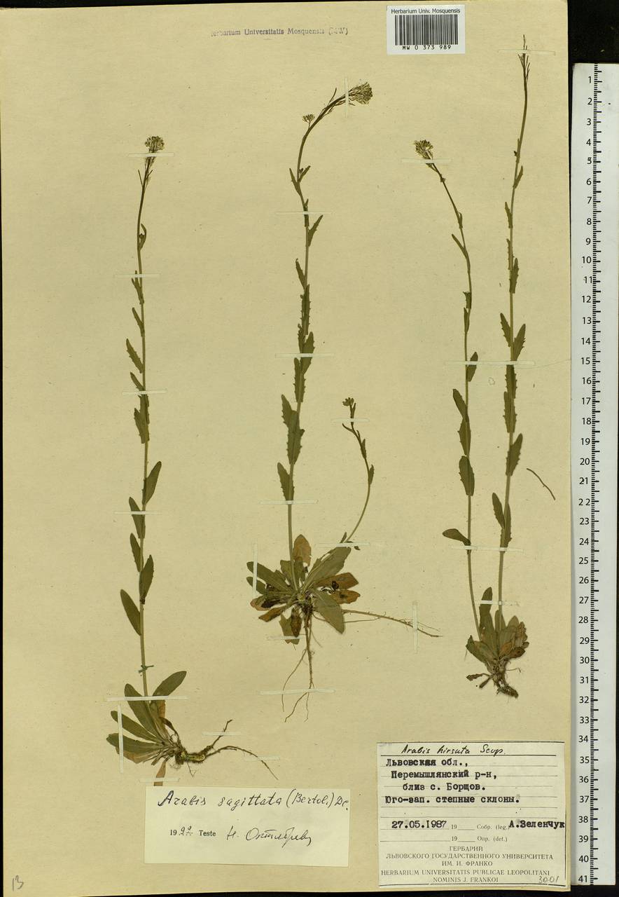 Arabis sagittata (Bertol.) DC., Eastern Europe, West Ukrainian region (E13) (Ukraine)
