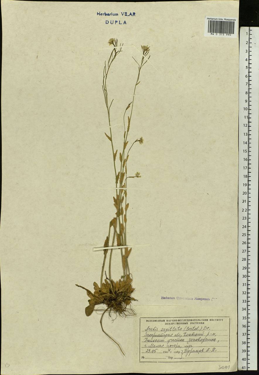 Arabis sagittata (Bertol.) DC., Eastern Europe, West Ukrainian region (E13) (Ukraine)