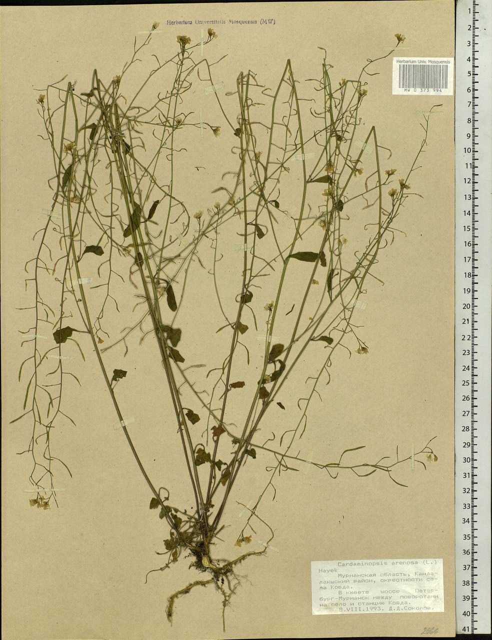 Arabidopsis arenosa (L.) Lawalrée, Eastern Europe, Northern region (E1) (Russia)