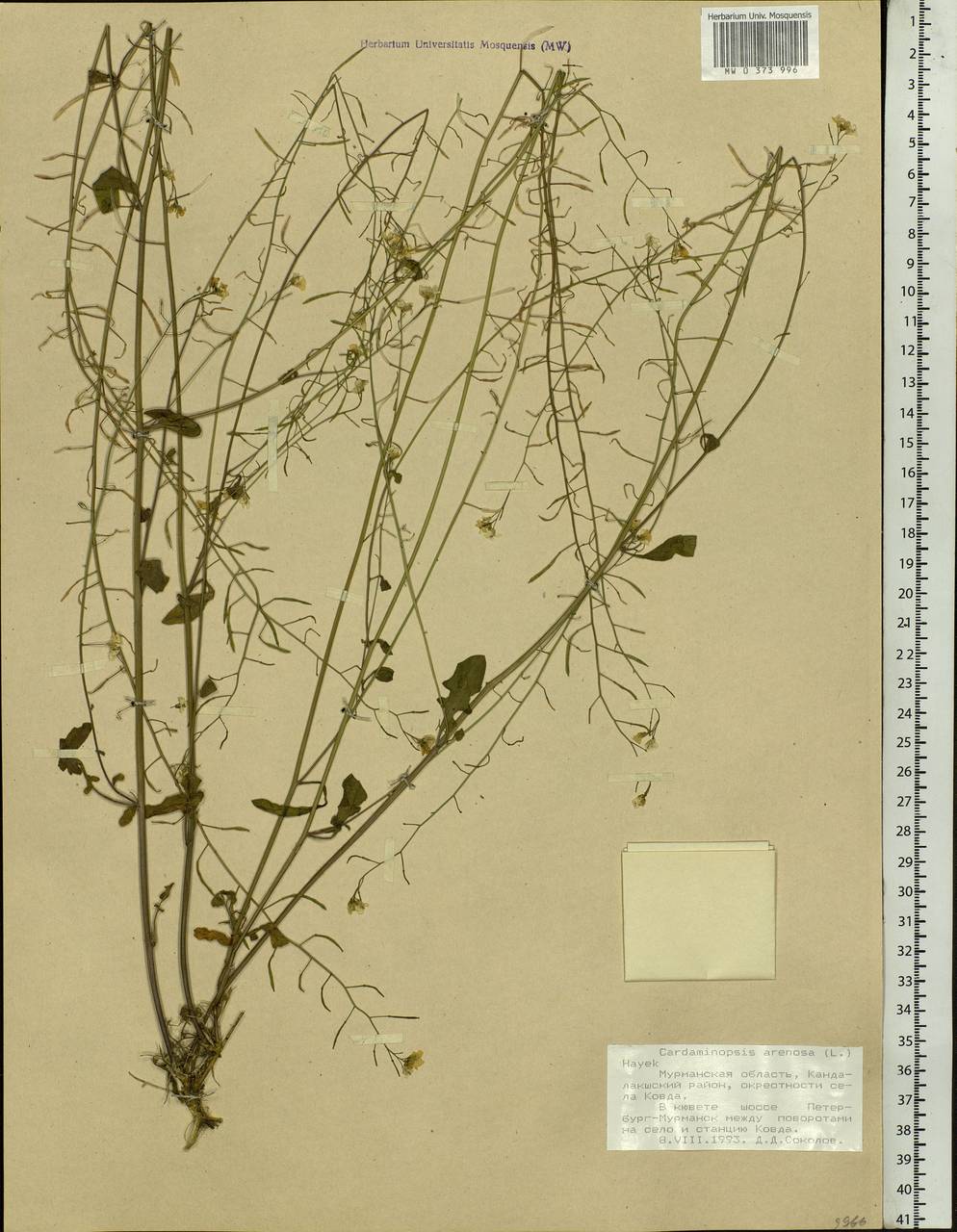 Arabidopsis arenosa subsp. arenosa, Eastern Europe, Northern region (E1) (Russia)