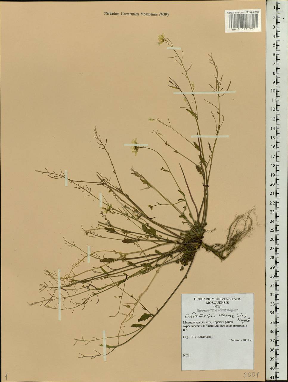 Arabidopsis arenosa subsp. arenosa, Eastern Europe, Northern region (E1) (Russia)