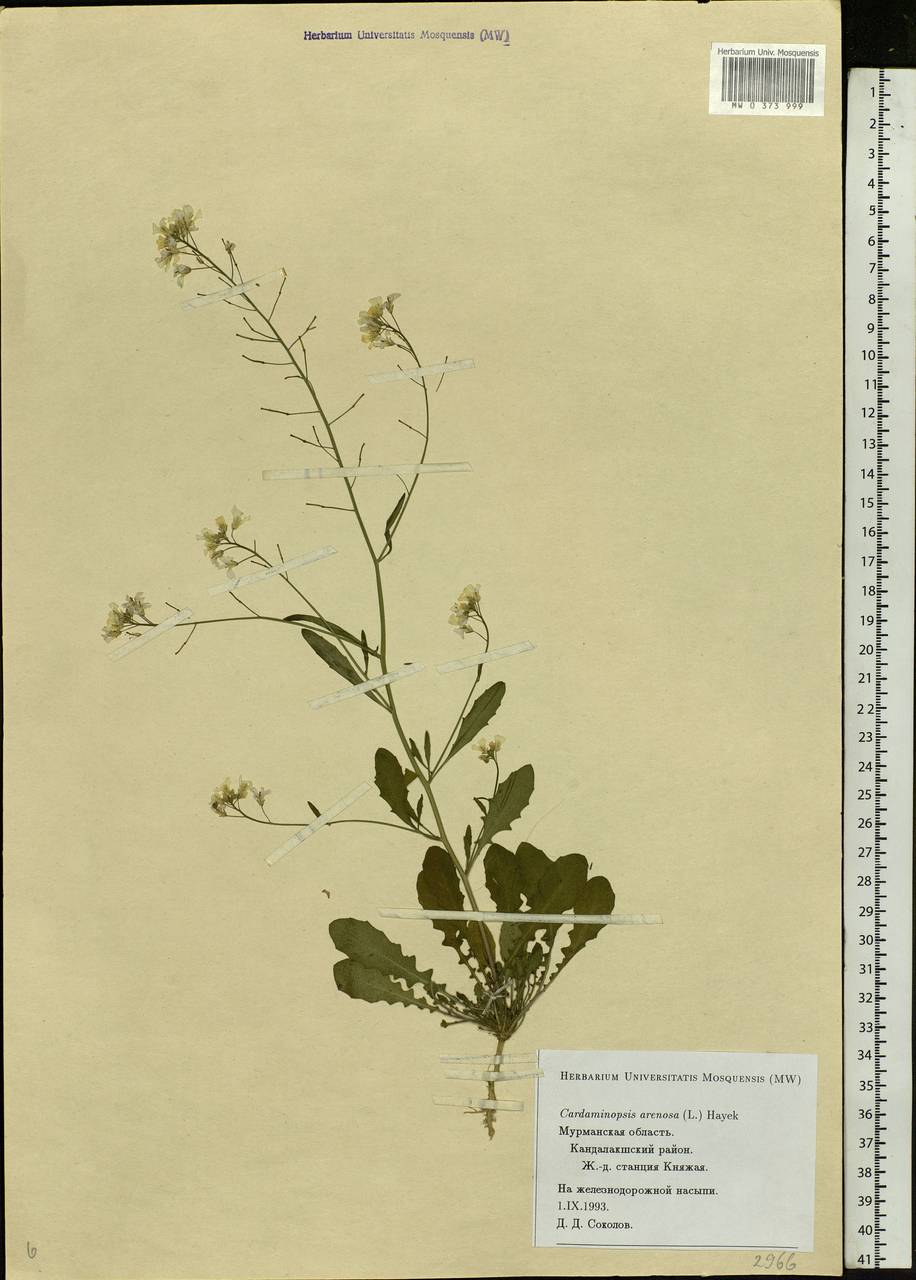 Arabidopsis arenosa subsp. arenosa, Eastern Europe, Northern region (E1) (Russia)