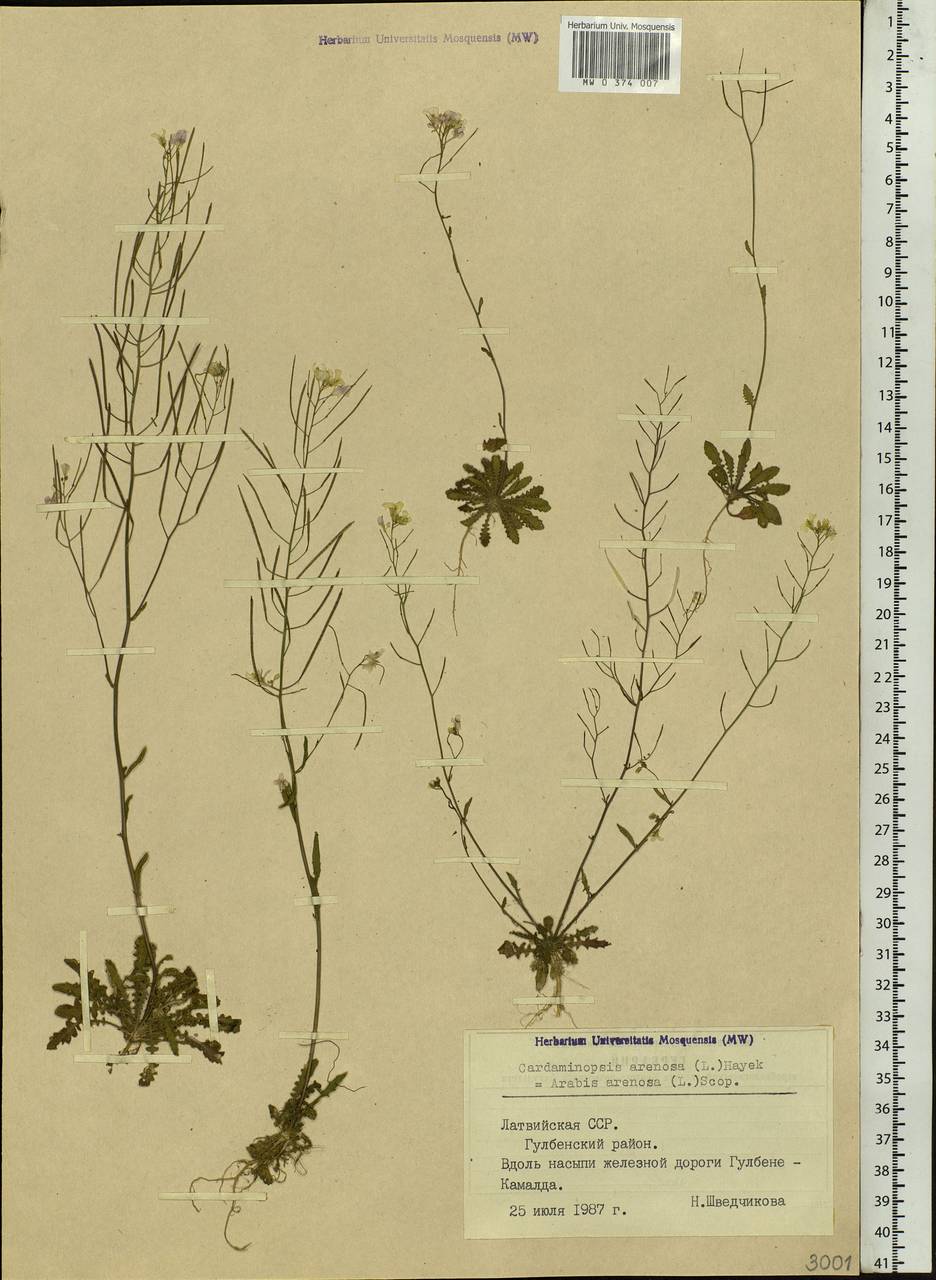 Arabidopsis arenosa subsp. arenosa, Eastern Europe, Latvia (E2b) (Latvia)