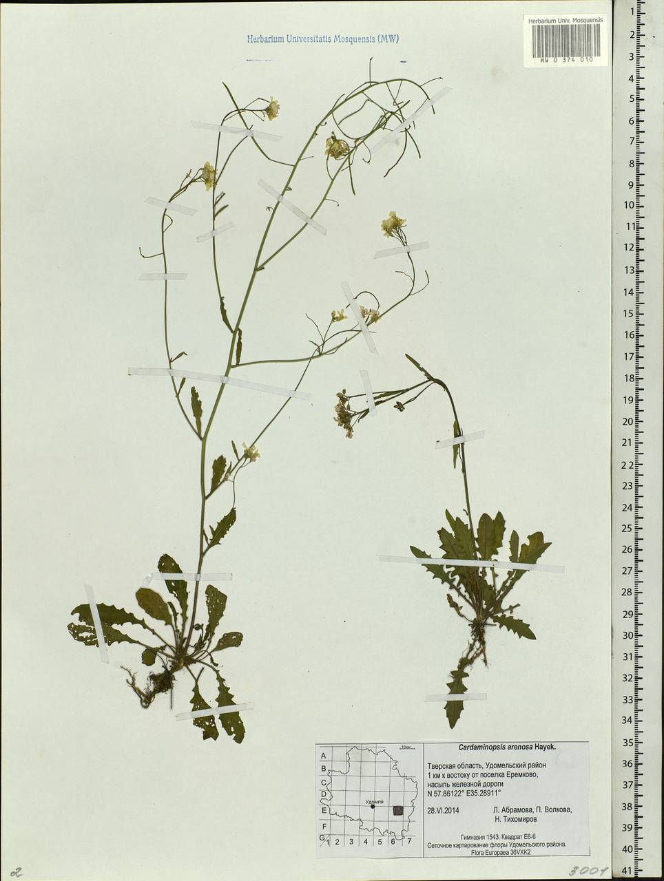 Arabidopsis arenosa subsp. arenosa, Eastern Europe, North-Western region (E2) (Russia)