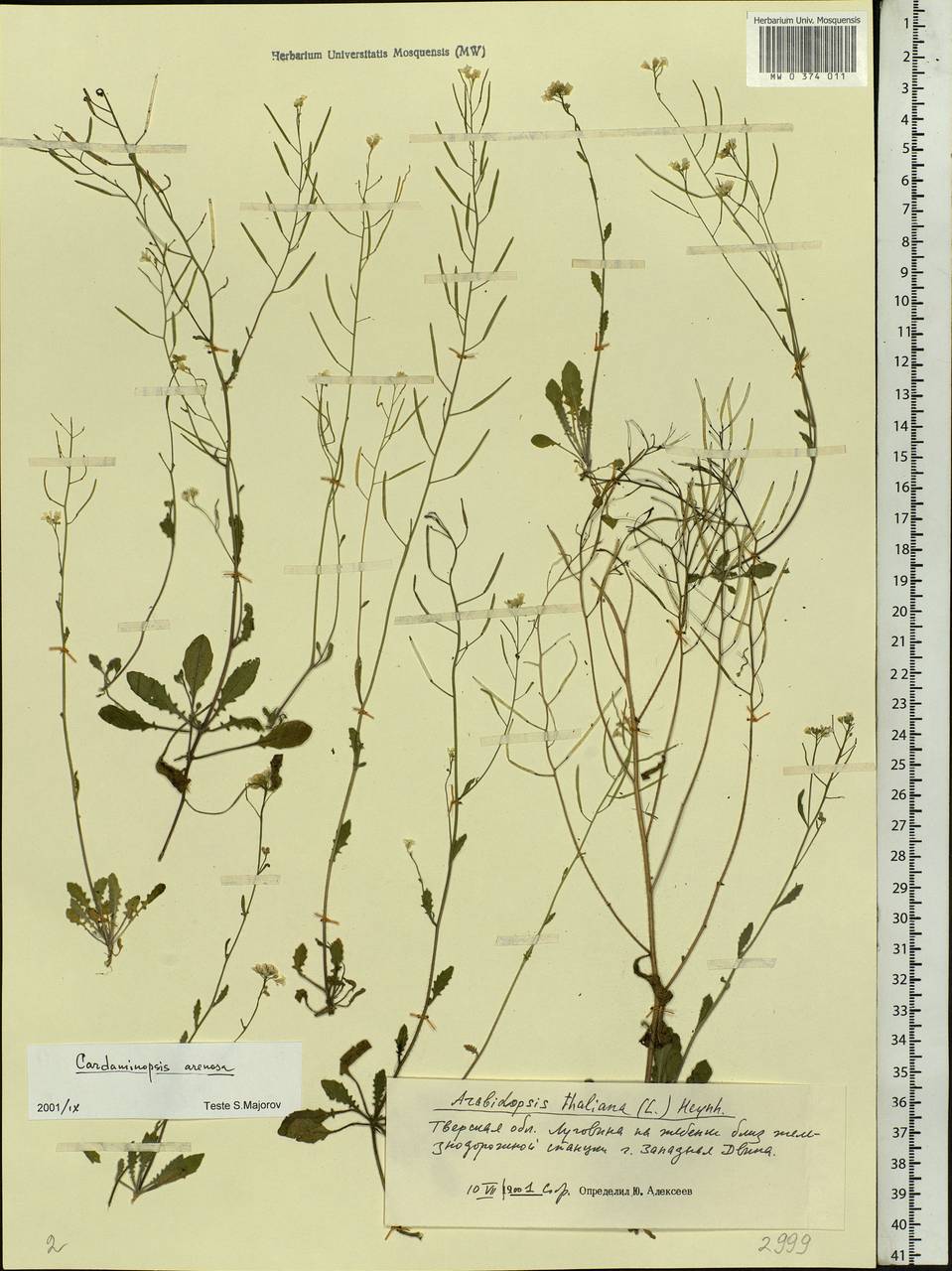 Arabidopsis arenosa (L.) Lawalrée, Eastern Europe, North-Western region (E2) (Russia)