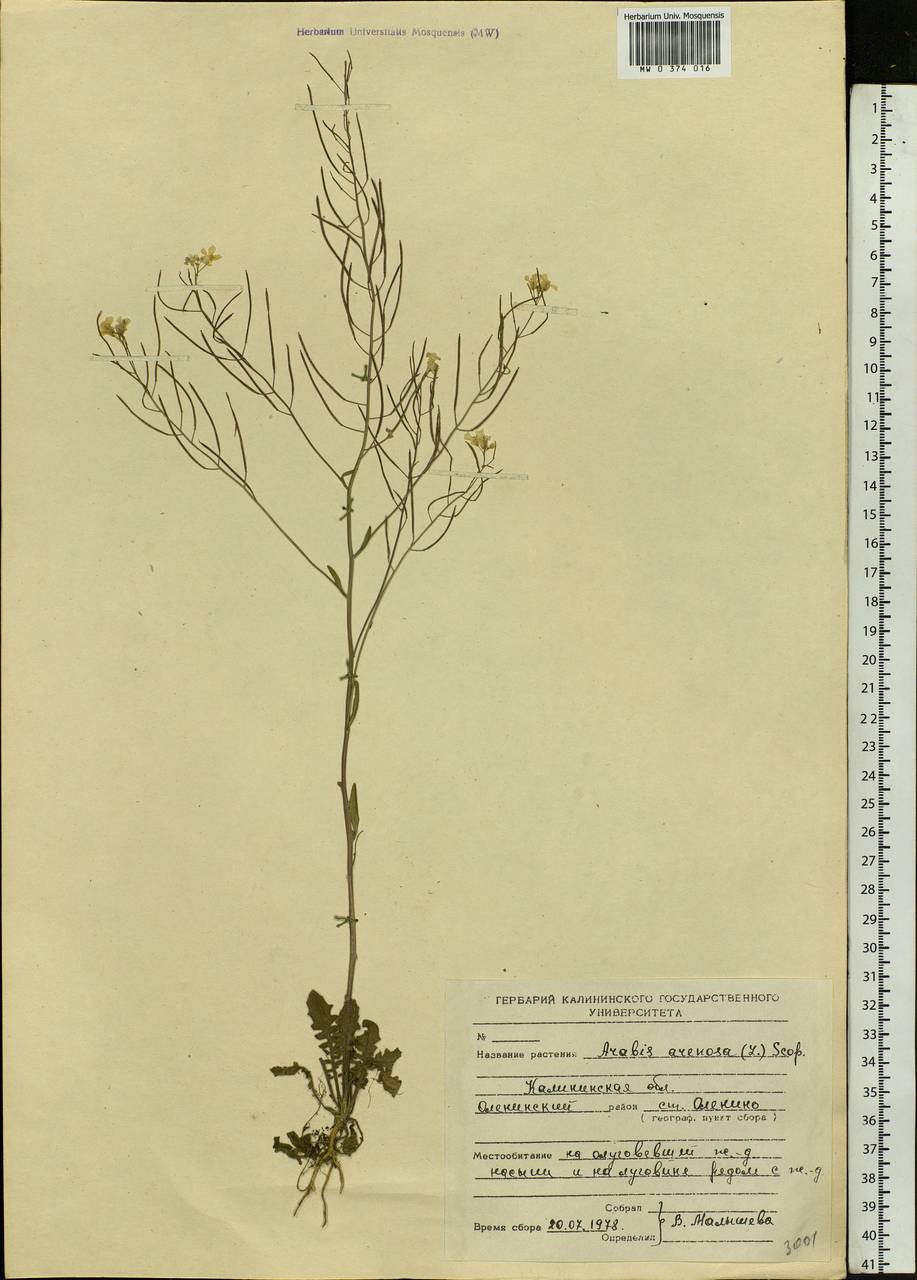 Arabidopsis arenosa subsp. arenosa, Eastern Europe, North-Western region (E2) (Russia)