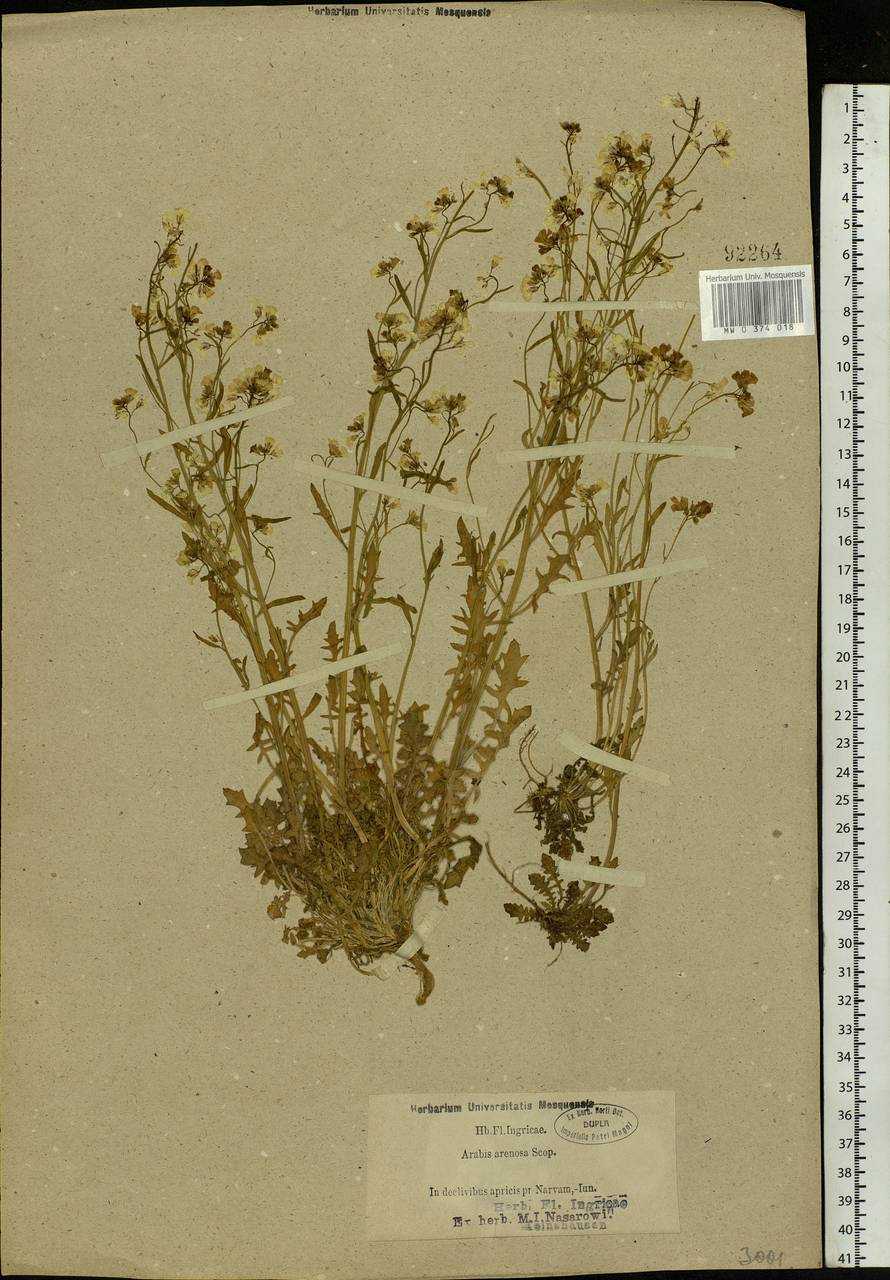 Arabidopsis arenosa (L.) Lawalrée, Eastern Europe, Estonia (E2c) (Estonia)