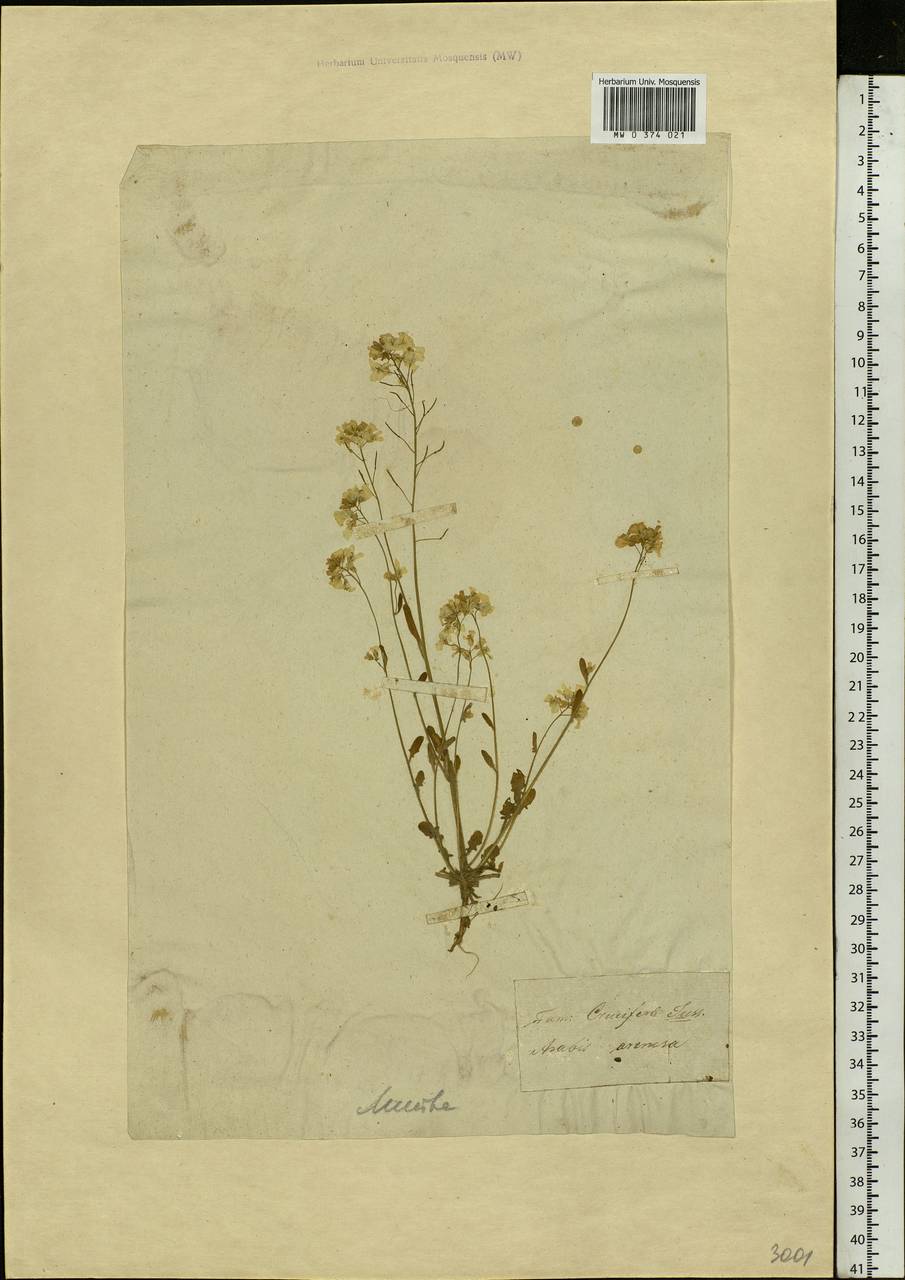 Arabidopsis arenosa (L.) Lawalrée, Eastern Europe, Lithuania (E2a) (Lithuania)