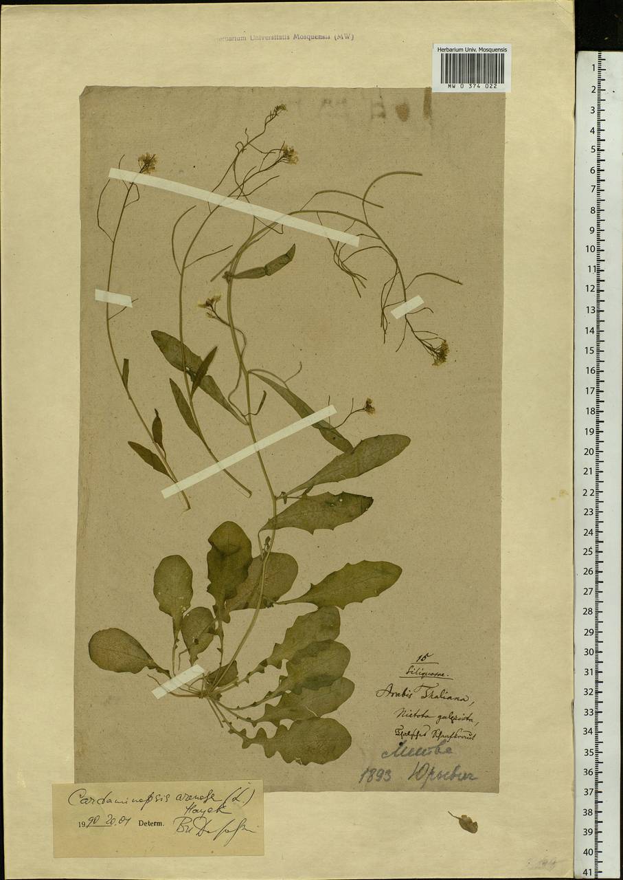 Arabidopsis arenosa subsp. arenosa, Eastern Europe, Lithuania (E2a) (Lithuania)