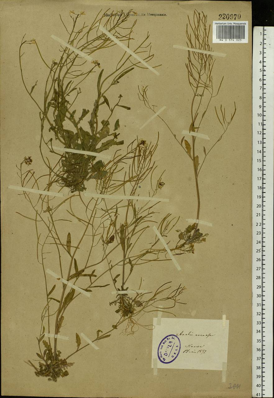 Arabidopsis arenosa subsp. arenosa, Eastern Europe, Estonia (E2c) (Estonia)