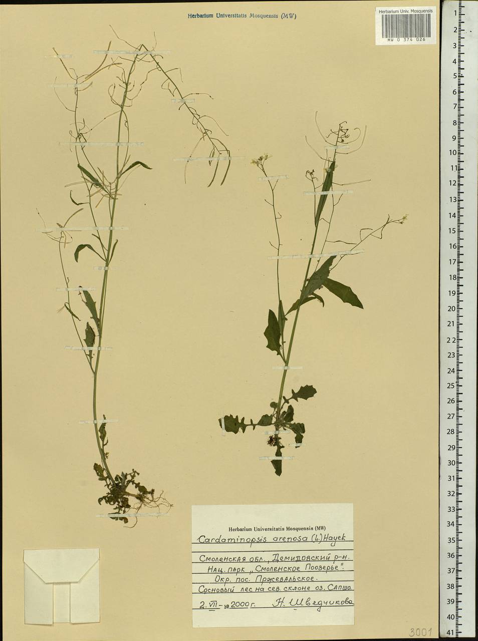 Arabidopsis arenosa subsp. arenosa, Eastern Europe, Western region (E3) (Russia)