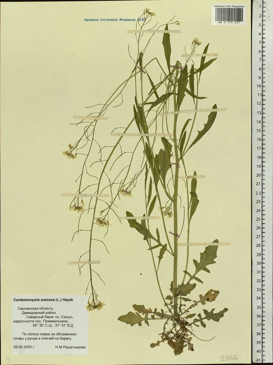 Arabidopsis arenosa subsp. arenosa, Eastern Europe, Western region (E3) (Russia)