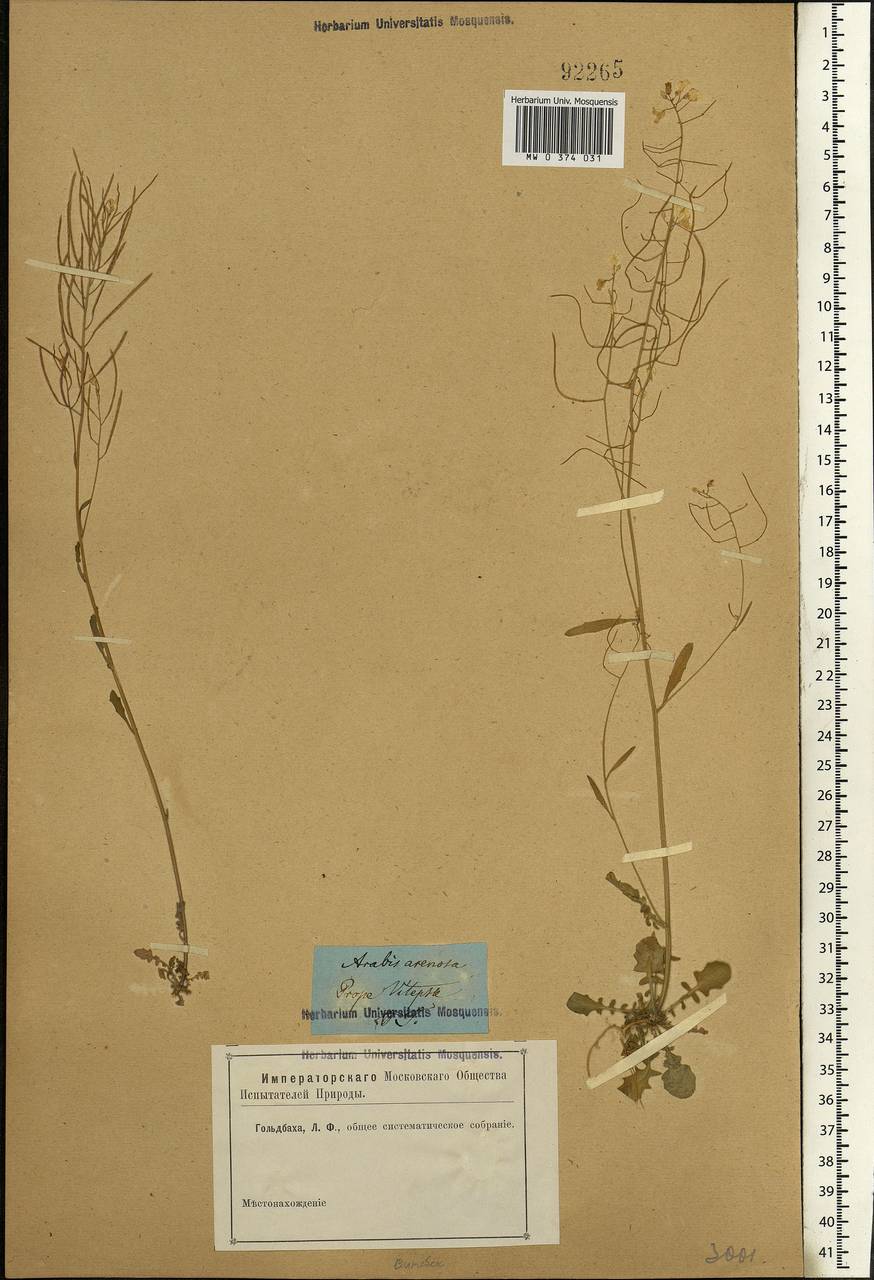 Arabidopsis arenosa subsp. arenosa, Eastern Europe, Belarus (E3a) (Belarus)